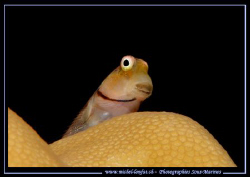 "Hello : it's meeeeeeeeeee.... " ... Que du Bonheur... :O... by Michel Lonfat 